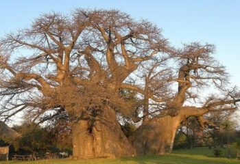 the-baobab-tree-4